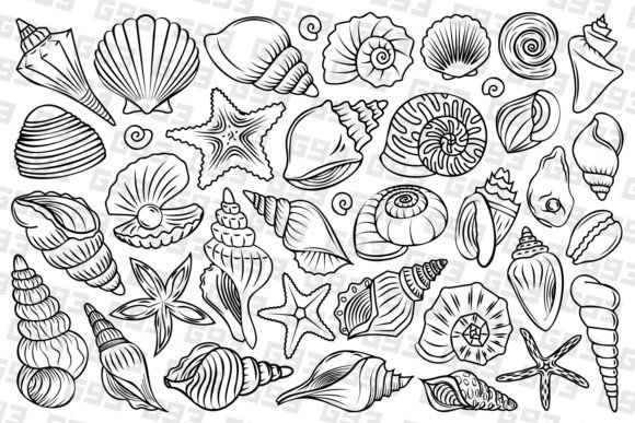 Download Line Art Seashell Illustrations - Line art Collection